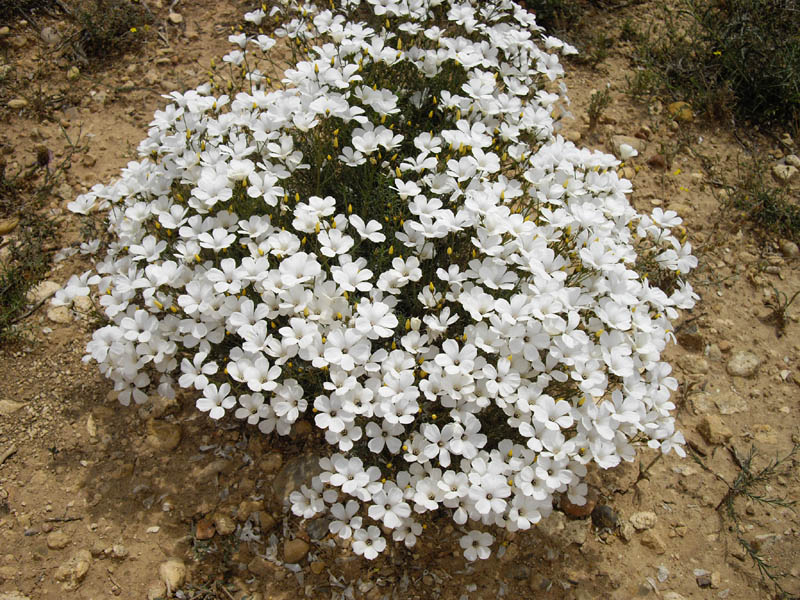 Linum suffruticosum photo